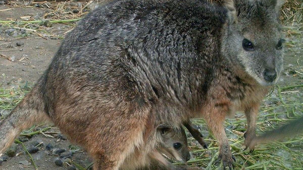 Kangaroo Hunt in Elmshorn: Marsupial Escapes Police
