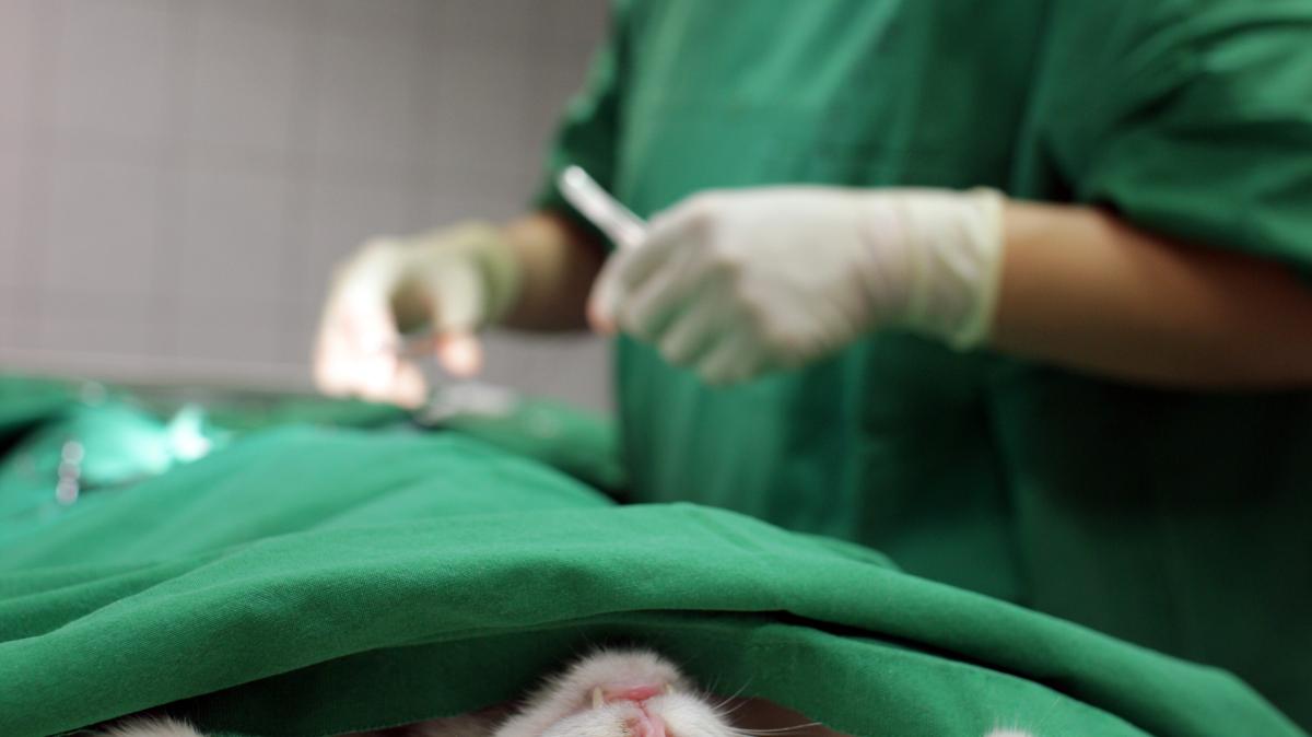 Tierqu-lerei-im-Landkreis-Cloppenburg-Katzen-die-Schw-nze-abgerissen