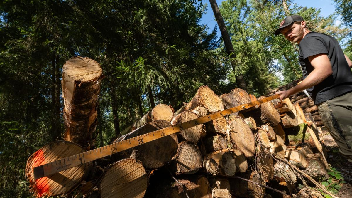 Brennholz aus Wäldern im Kreis Pinneberg: Das kostet es
