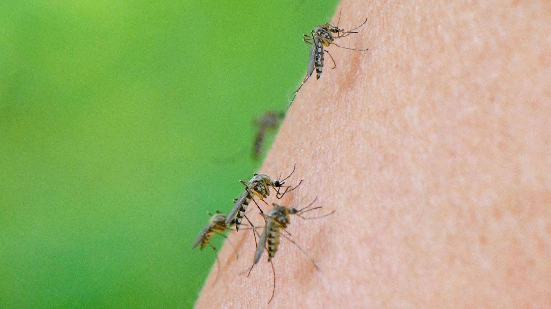 V Evropi rekorden porast virusov, ki jih prenašajo komarji, še posebej v priljubljenih počitniških destinacijah