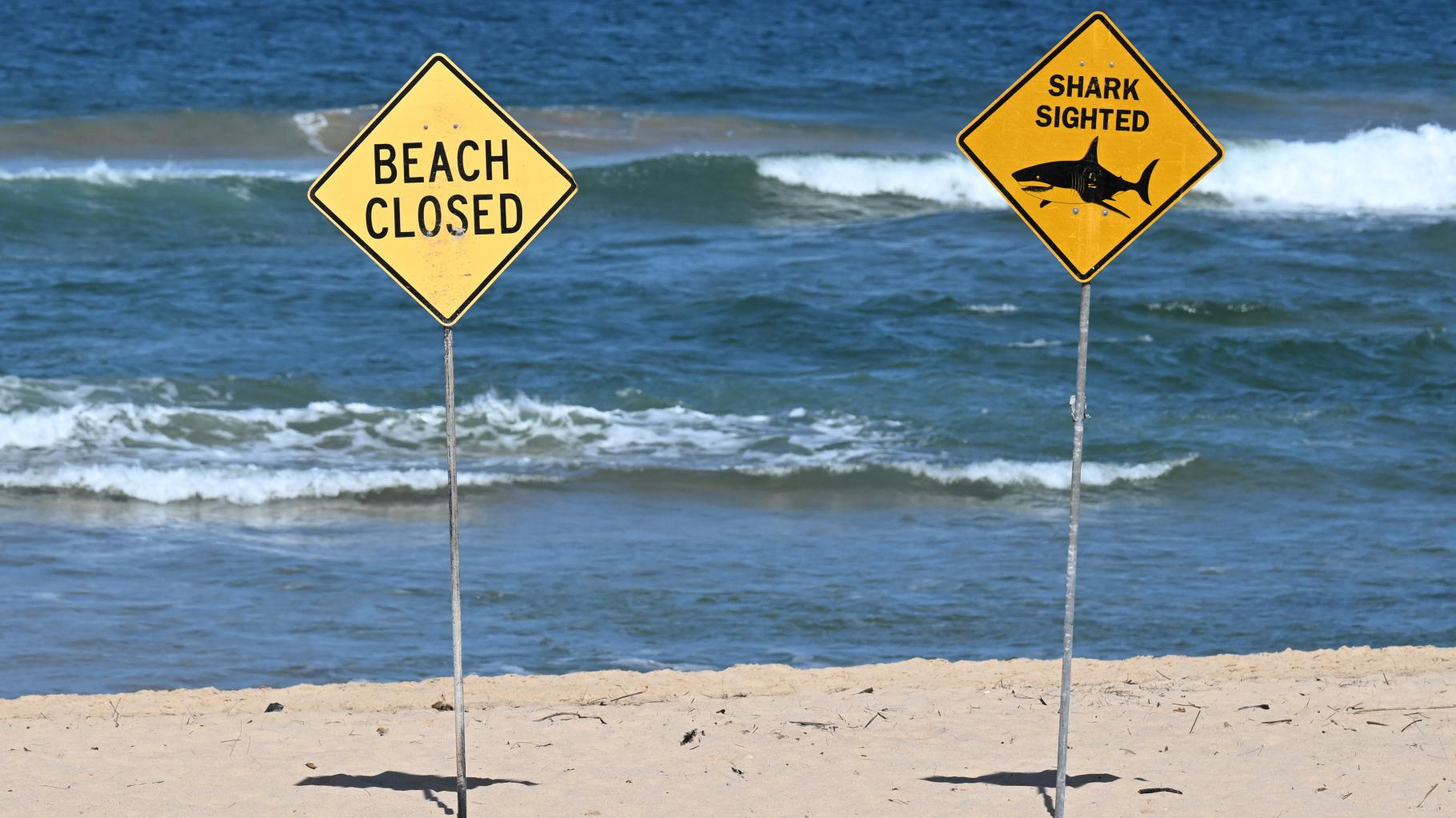 Familienvater stirbt nach Hai-Angriff an Küste Sydneys – Helfer sehen schlimme Bilder