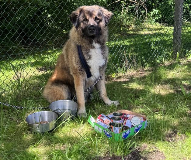 Tierheim Weidefeld: Das traurige Schicksal von Hund Poco