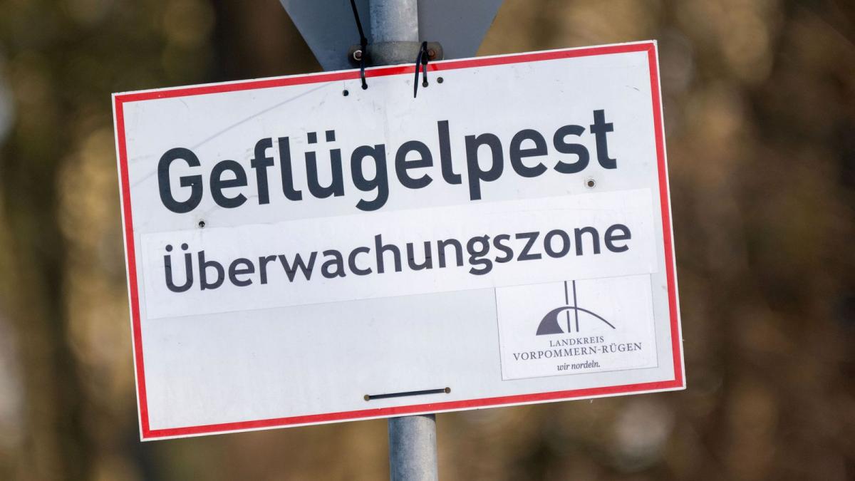 Vogelgrippe-Rund-15-000-Tiere-werden-im-S-dwesten-get-tet