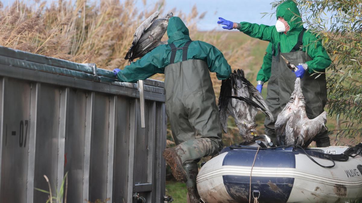 Massenschlachtung-wegen-Vogelgrippe-Ausbruch-15-000-Tiere-werden-get-tet
