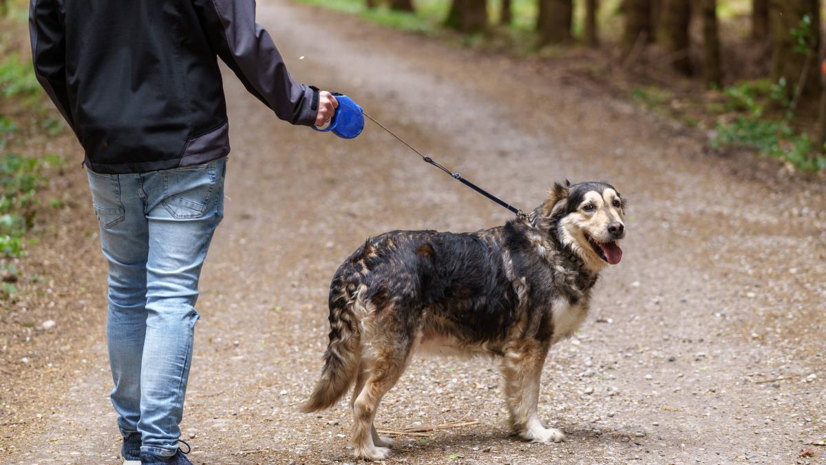 Dog tax in Delmenhorst: 20 percent increase planned