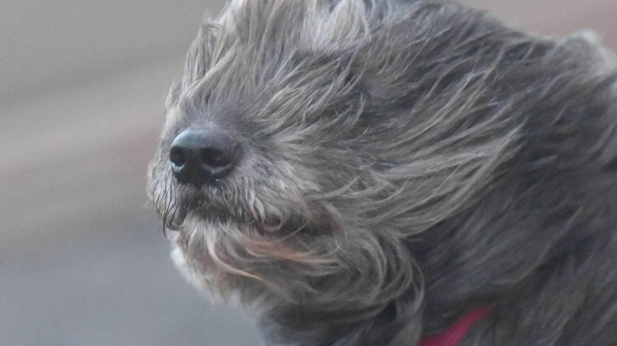 Sylt mit Hund – Fünf Gründe für den perfekten Nordsee-Urlaub