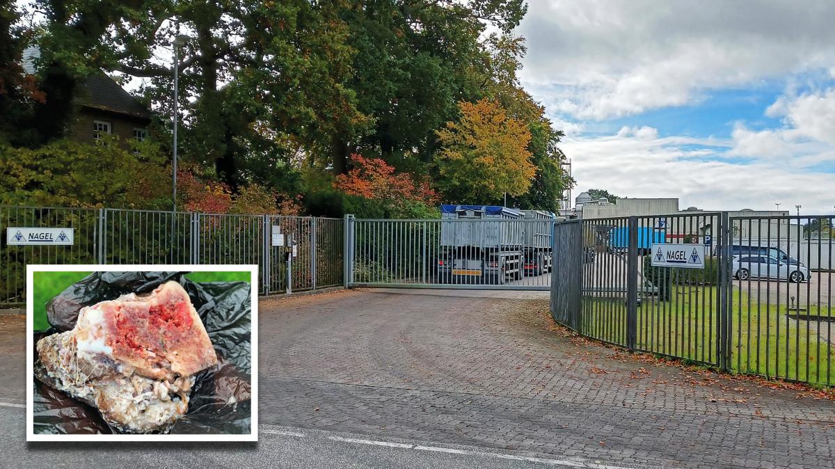Gestank und Fleischreste mit Maden im Garten - Einfelder auf 180
