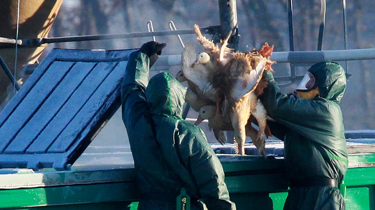 Grafik-zeigt-In-diesen-L-ndern-ist-die-Vogelgrippe-auf-den-Menschen-bergesprungen