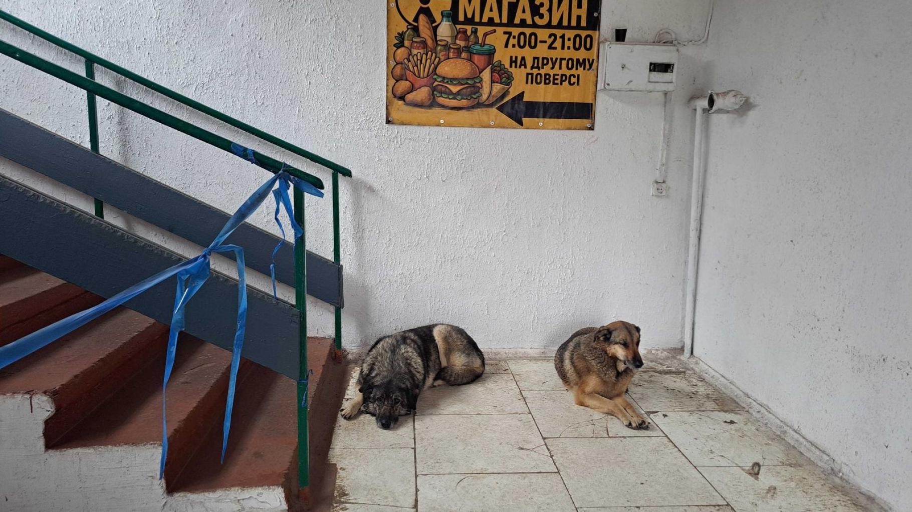 Blaue Hunde in Tschernobyl? Experte erklärt, was es damit auf sich hat