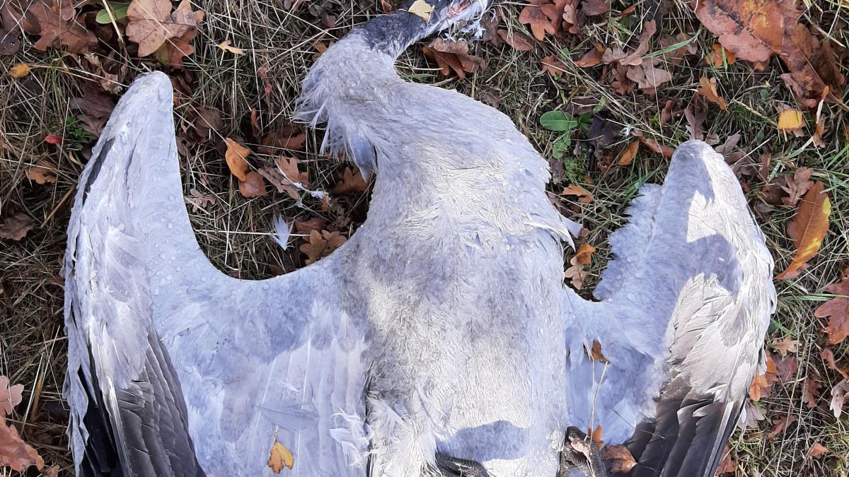 Sick cranes: Exception to the killing ban in the Osnabrück district