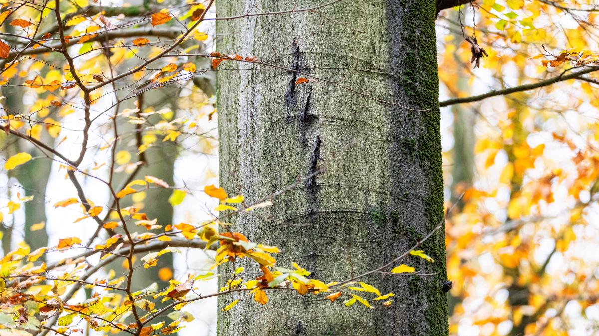 Fünf Tipps: Waldstücke für schöne Herbstspaziergänge in SL-FL