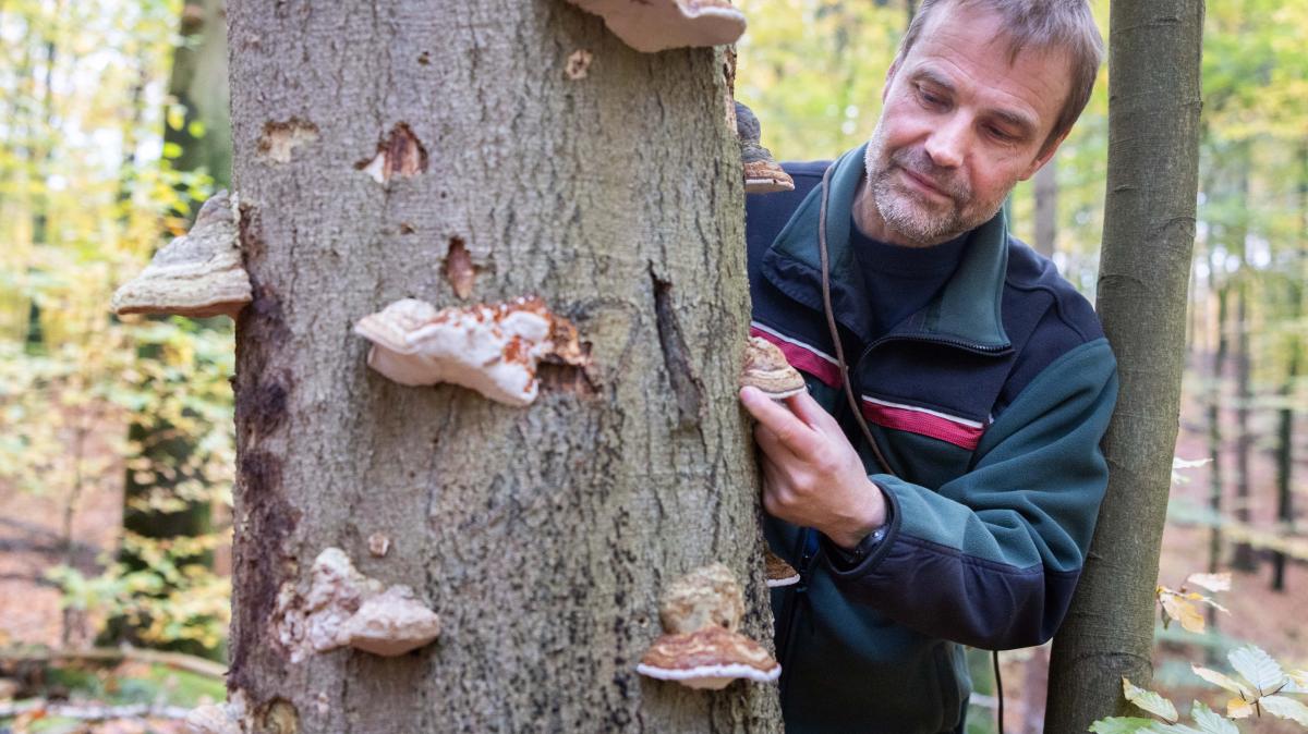 Climate change in Schleswig-Holstein: Pests threaten the forest