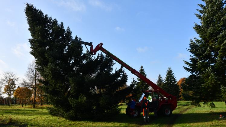 Die diesjährige Alstertanne stammt erneut aus einer Horster Baumschule. Die Alstertanne 2025 wird in Horst gefällt