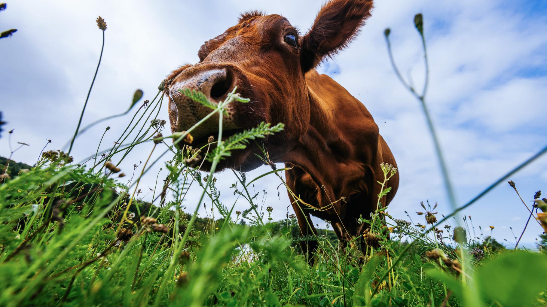 Krava »Mücke« pobegnila pred klavnico in našla novo življenje med ovcami v Hessnu