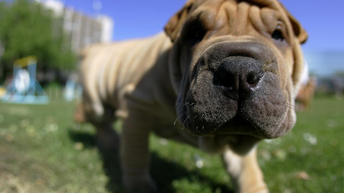 Polizeieinsatz-wegen-geklautem-Hund-nimmt-berraschende-Wende