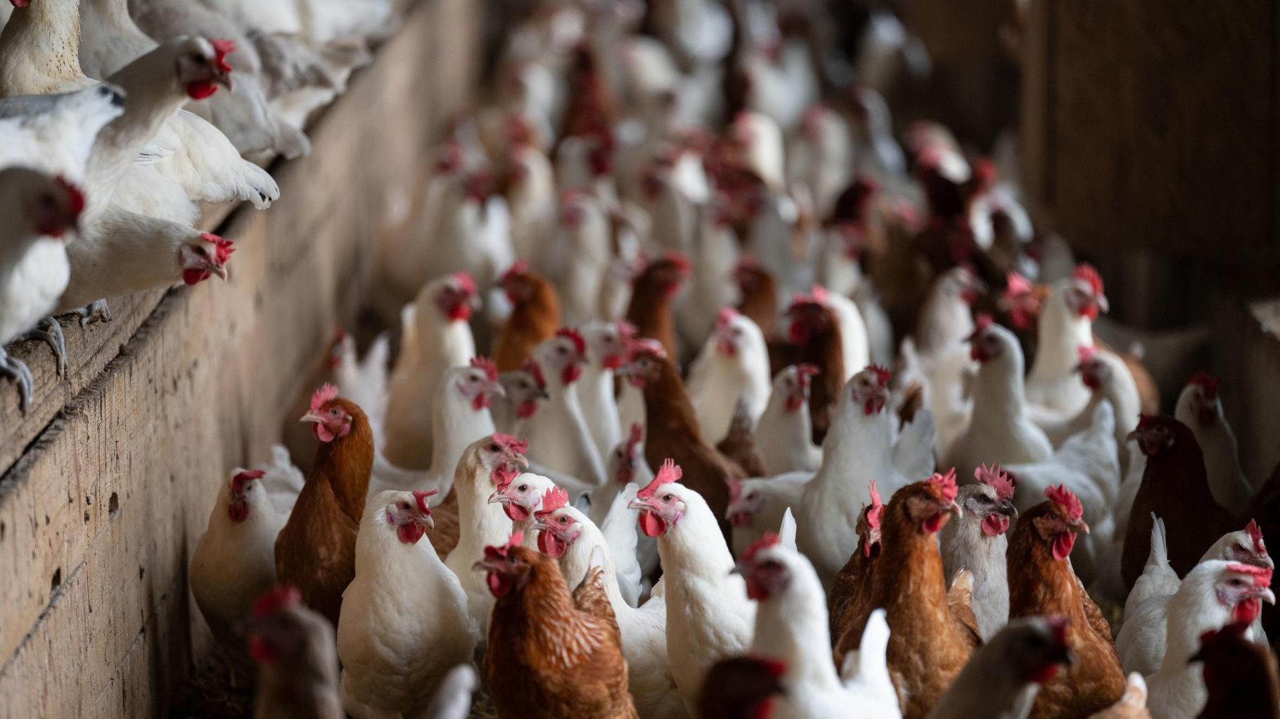 Eine Million Tiere getötet: Was die Vogelgrippe für die Betriebe in Niedersachsen bedeutet