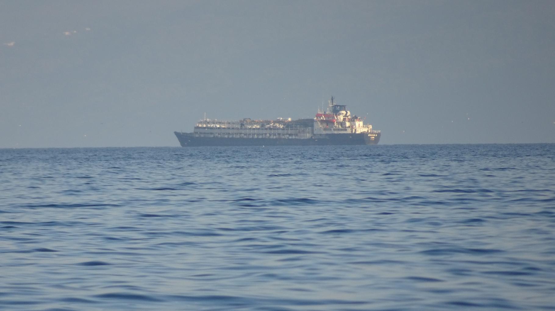 Frischgeborene Kälber, lebendige und tote Rinder auf Schiff vor Türkei gefangen