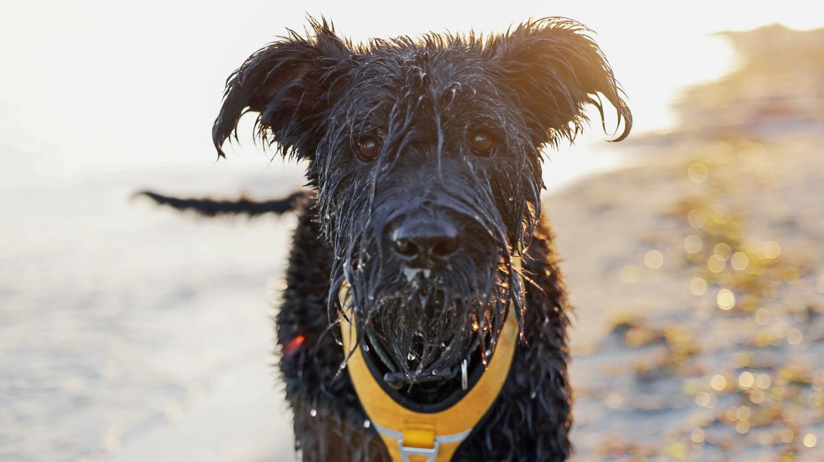 Vacation with a dog from Sylt to SPO: Prices for ferry, train & beach