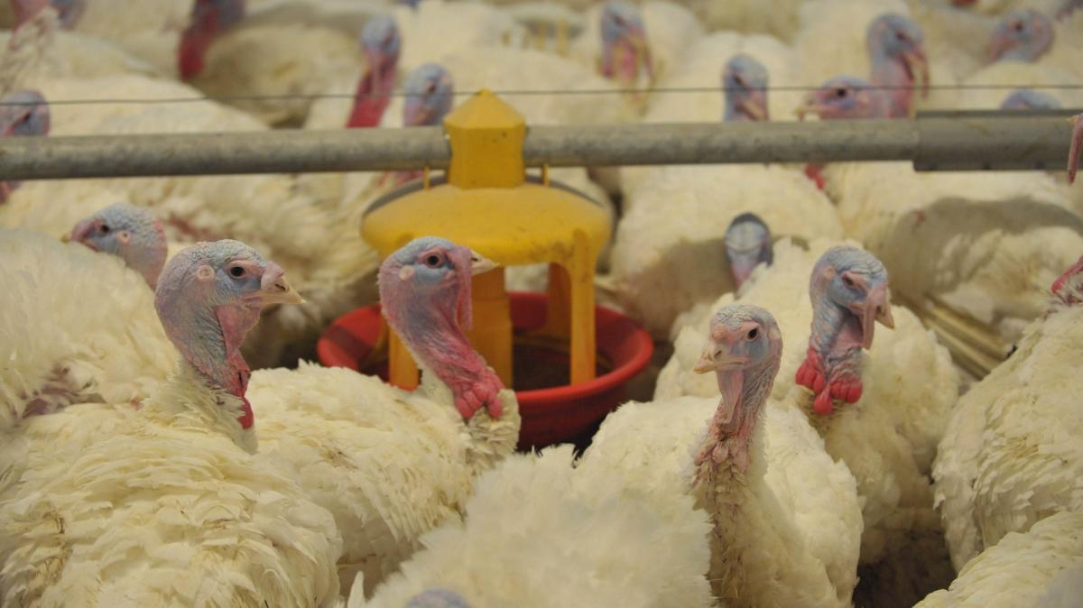 F-nfter-Vogelgrippe-Fall-im-Emsland-best-tigt-wieder-trifft-es-einen-Putenmastbetrieb