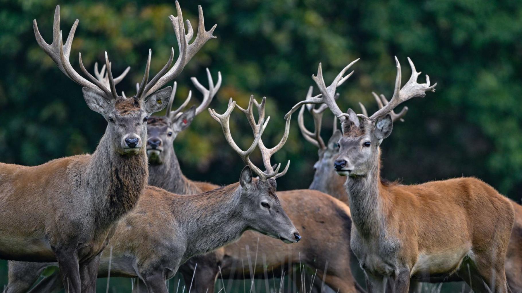 Rothirsch ist Tier des Jahres 2026: Warum die Auszeichnung eine schlechte Nachricht ist