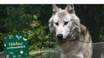 Die kleine Ada verläuft sich im tiefen, verschneiten Wald und trifft auf einen Wolf.