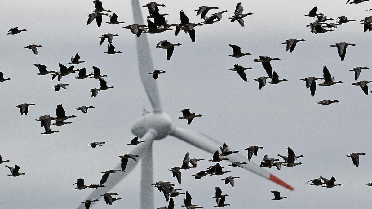 Sind-Windr-der-auf-dem-Meer-ungef-hrlich-f-r-Zugv-gel-Neue-Studie-irritiert