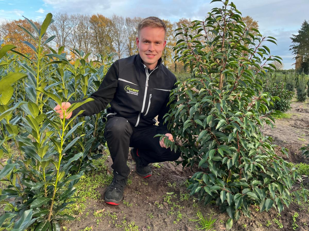 hillii eibe Becher-Eibe Hillii (Taxus Media Hillii) - Ohne Beeren | 100-125 cm mit  Wurzelballen