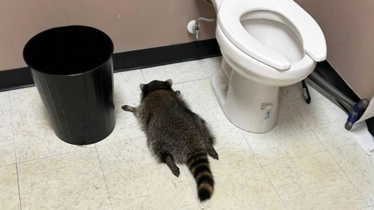 Animal rights activists: Raccoon gets drunk during break-in at US shop
