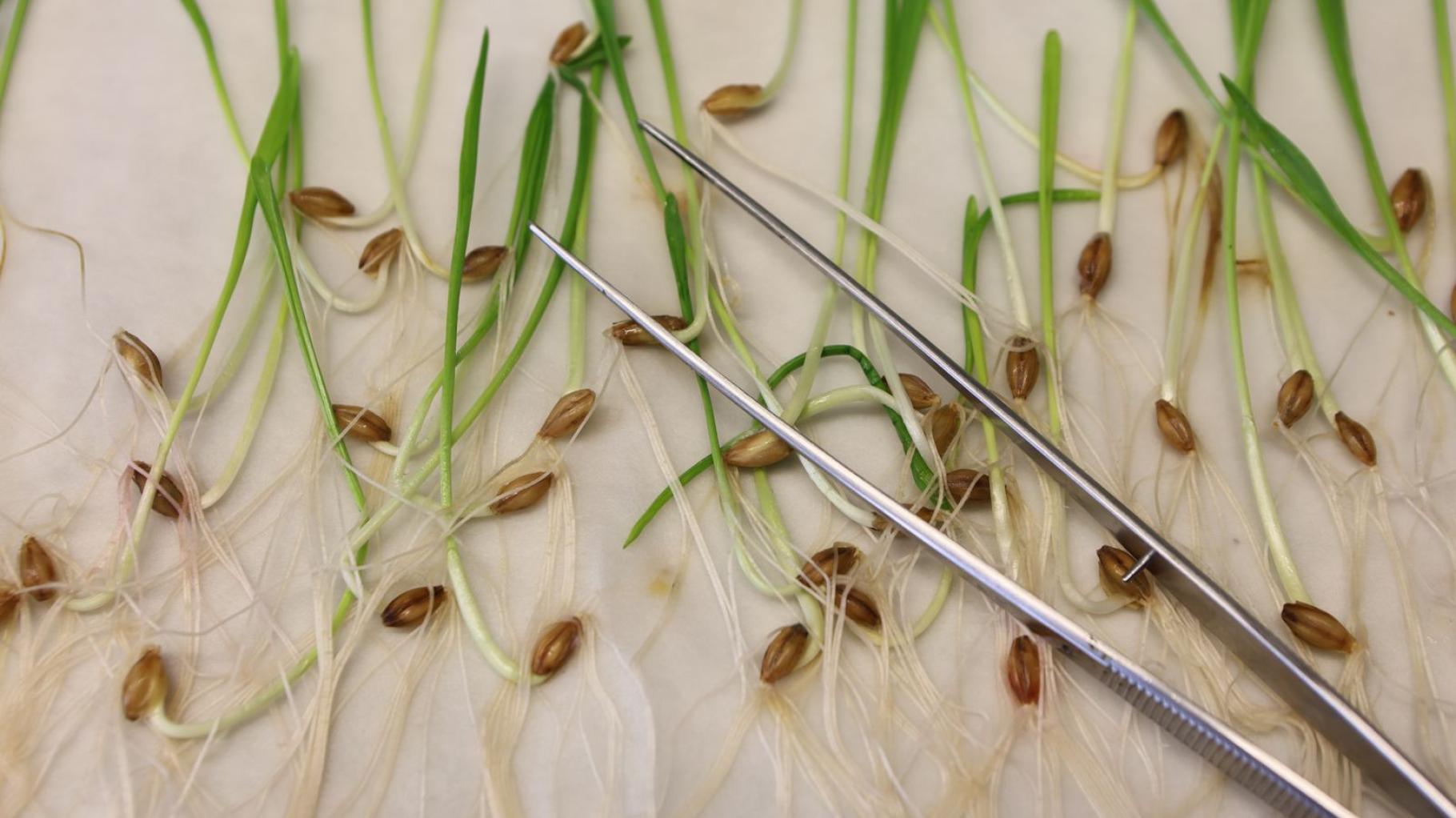 EU lockert Regeln für Gentechnik - was das für Verbraucher bedeutet