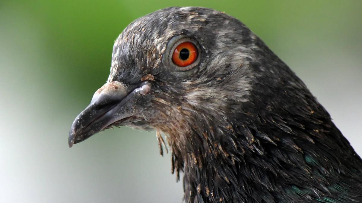 Drei-Brieftauben-in-Quakenbr-ck-gestohlen