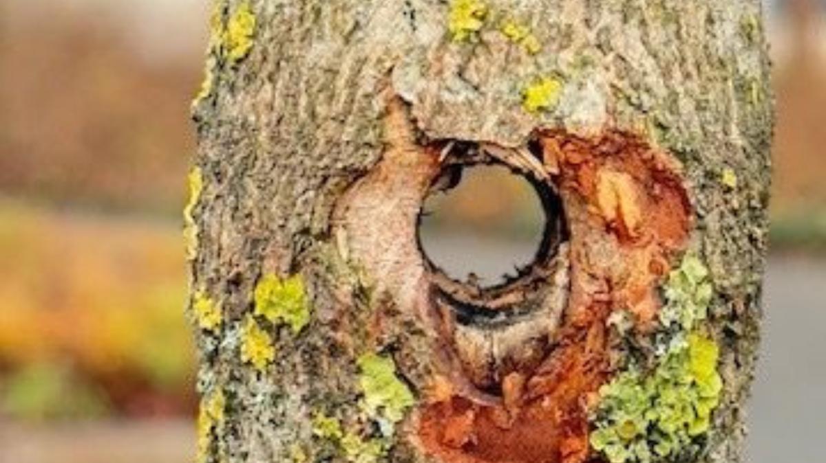 Baum-durchbohrt-Kuriose-Sachbesch-digung-an-Verkehrsinselbaum-in-Bad-Laer