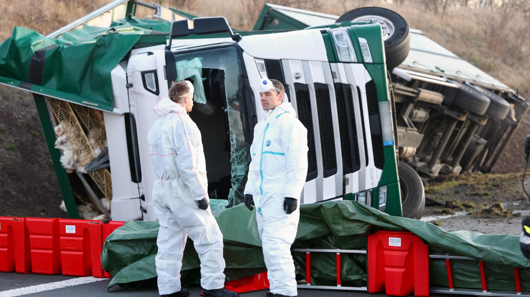 Lkw kippt auf A36 um – Tausende Hühner laufen bei Quedlinburg herum