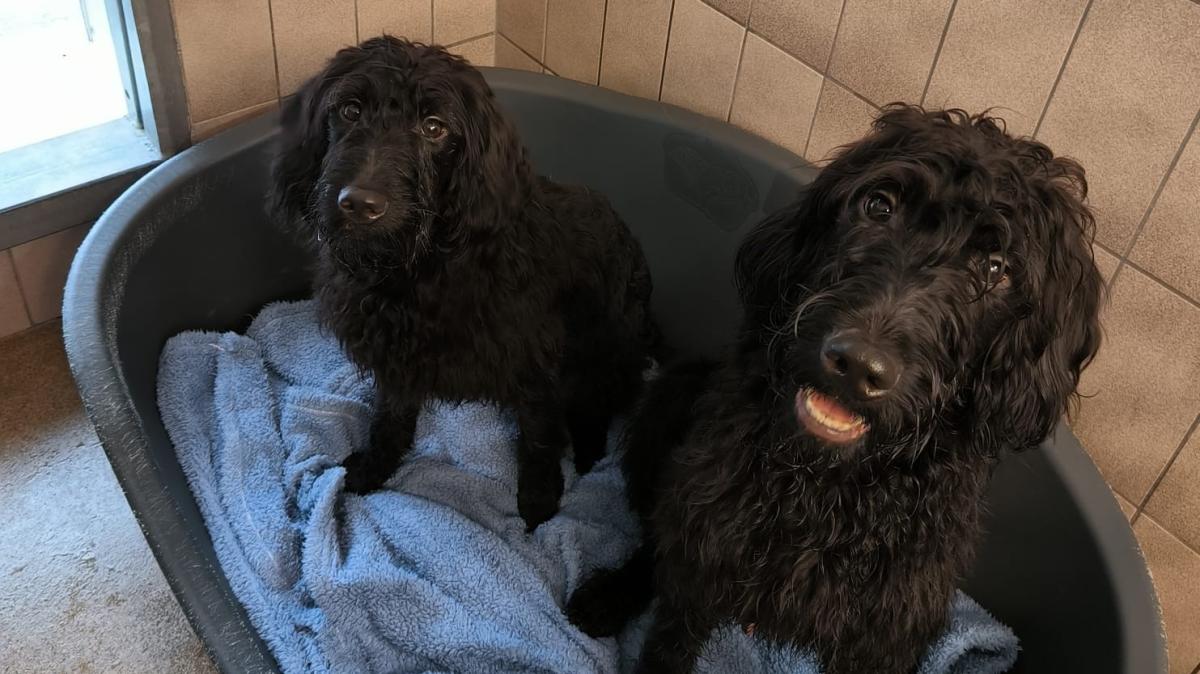 Erst-ausgesetzt-dann-angefahren-R-tsel-um-tote-Hunde-bei-Flensburg