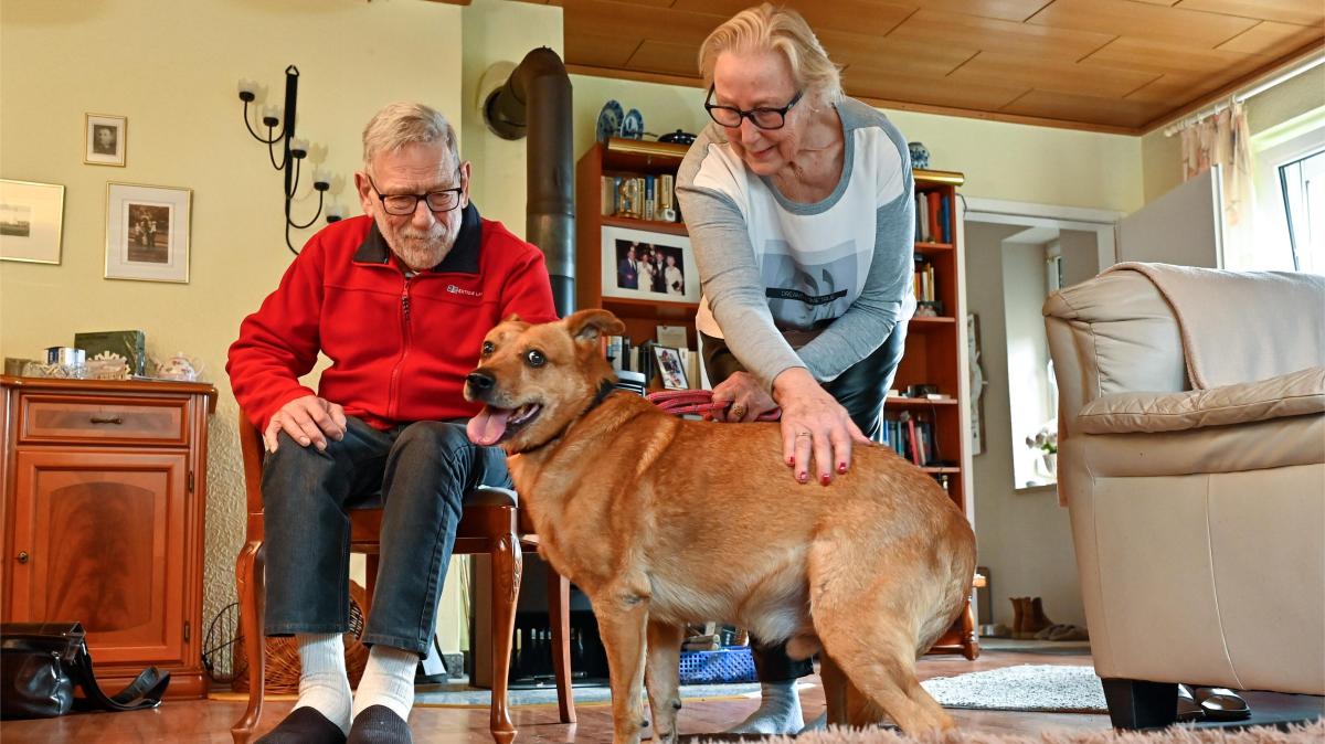 Fear of fireworks: How a dog suffers from New Year's Eve fireworks
