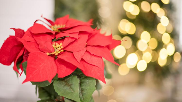 Lange Freude am Weihnachtsstern: Delmenhorster Experte gibt Tipps