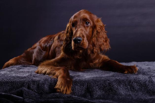Master Cocker Studie zeigt: Positive Signale in Beziehungen dank Hund und Katze