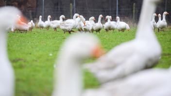 <p>Gänse laufen über Wiese bei einem Züchter in der Region Hannover. (zu dpa: «Folgen der Geflügelpest - werden Weihnachtsgänse teurer?»)</p>