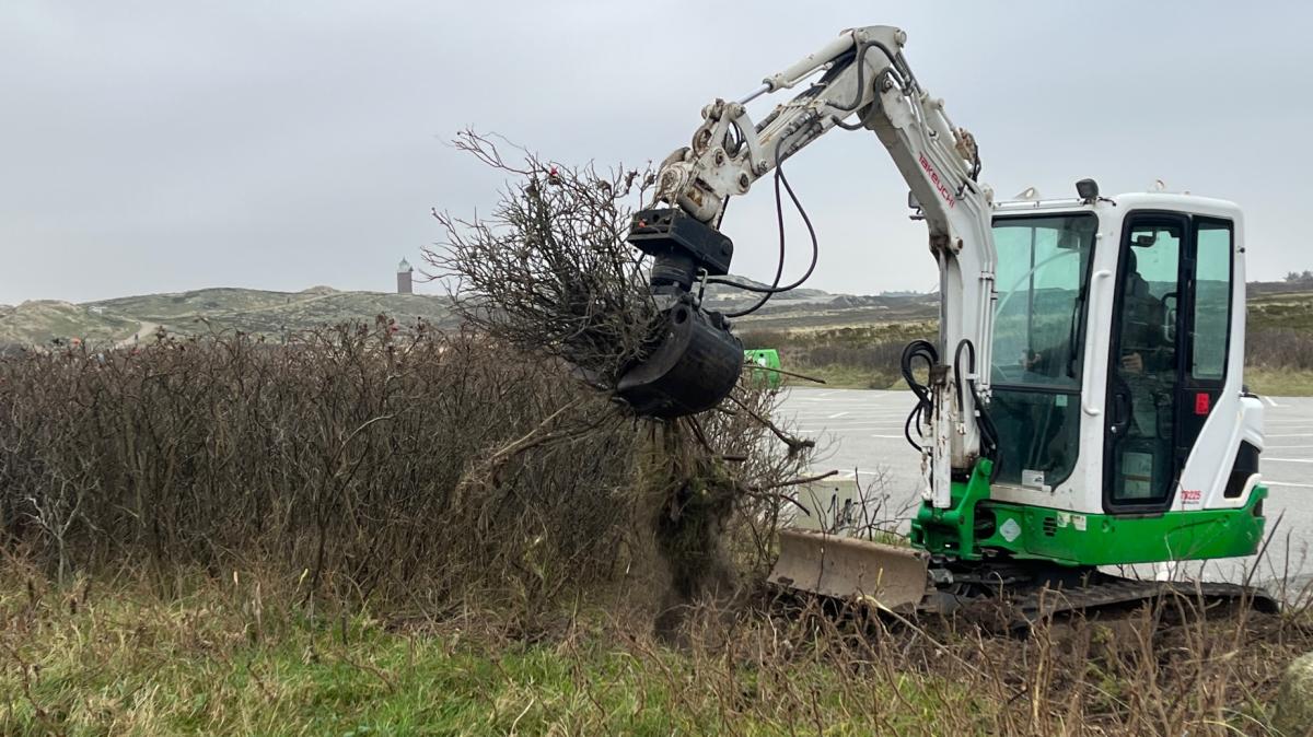 Raupenbefall: Rodung von Kartoffelrosen in Kampen gestartet
