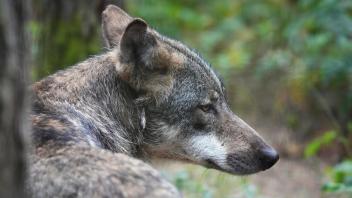 Nachdem Willen der Bundesregierung soll der Wolf künftig leichter geschossen werden können. Das muss laut Tierschützern jedoch nicht weniger Risse bedeuten. 