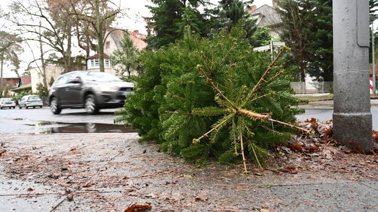 Wann Werden Die Weihnachtsbäume Abgeholt 2026