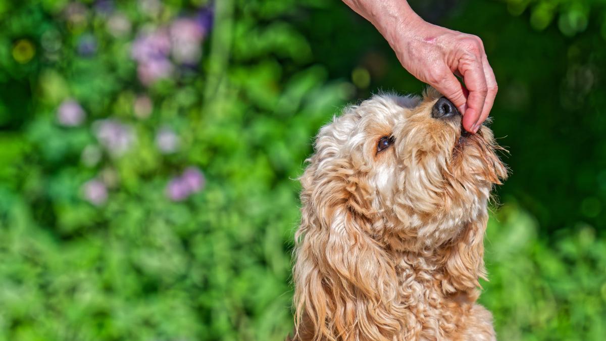 Hersteller-ruft-Hunde-Snacks-zur-ck-Gefahr-auch-f-r-Menschen