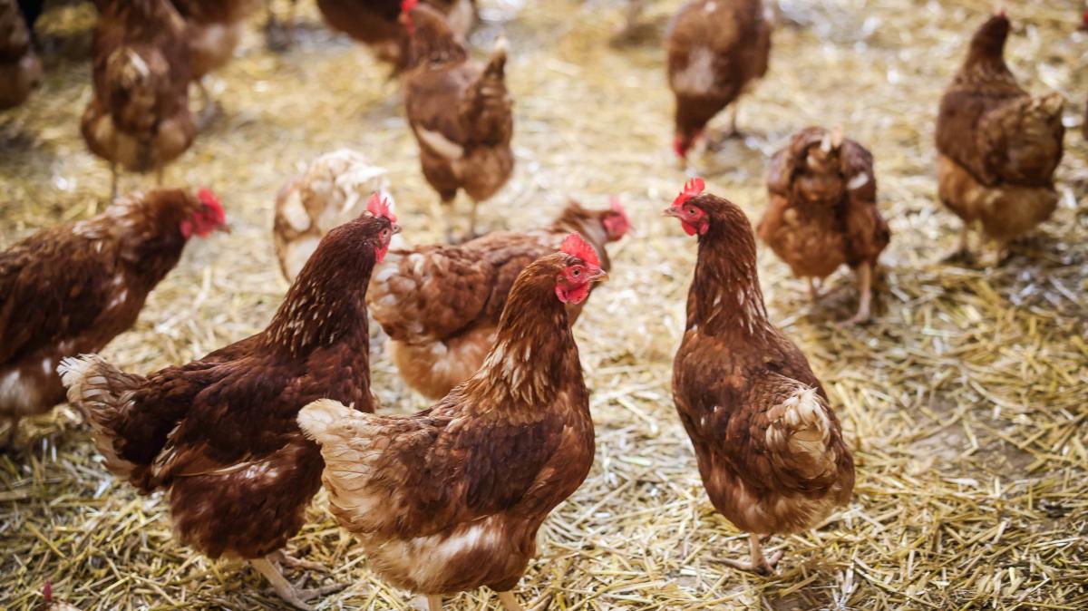 Avian influenza in the Osnabrück district: Mandatory confinement of ...
