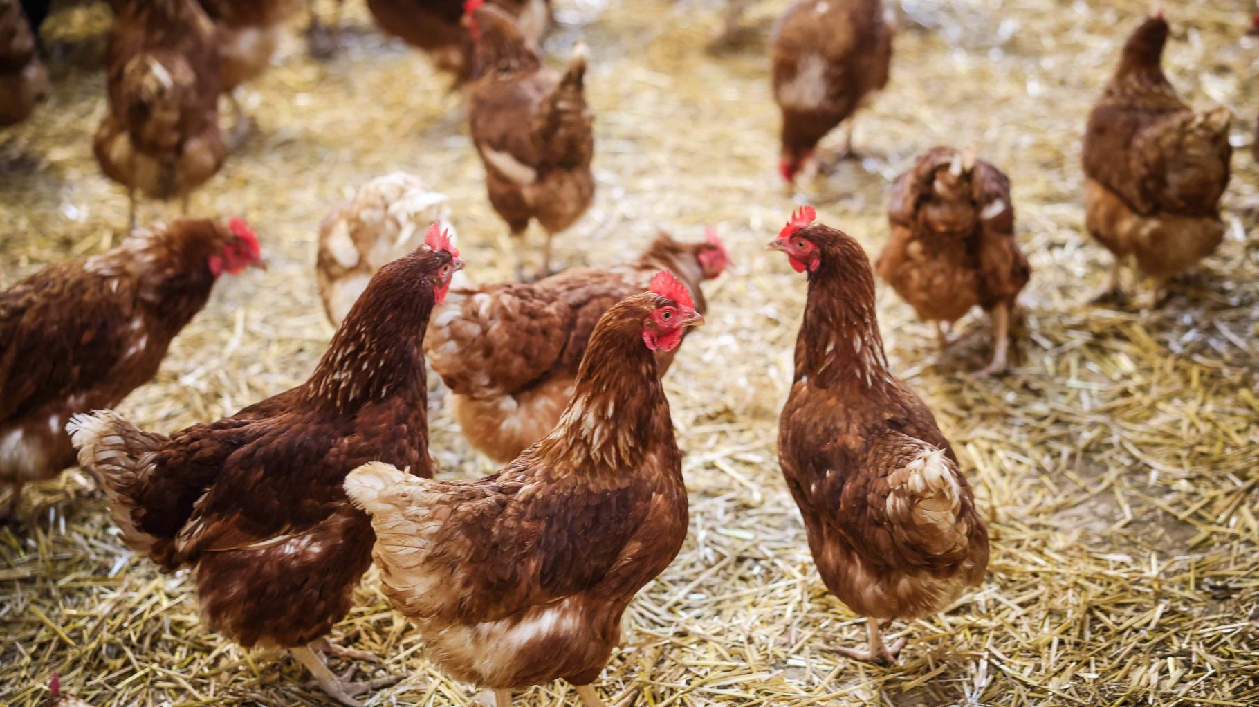 Stallpflicht wegen Geflügelpest: Mit diesen Herausforderungen haben Tierhalter zu kämpfen