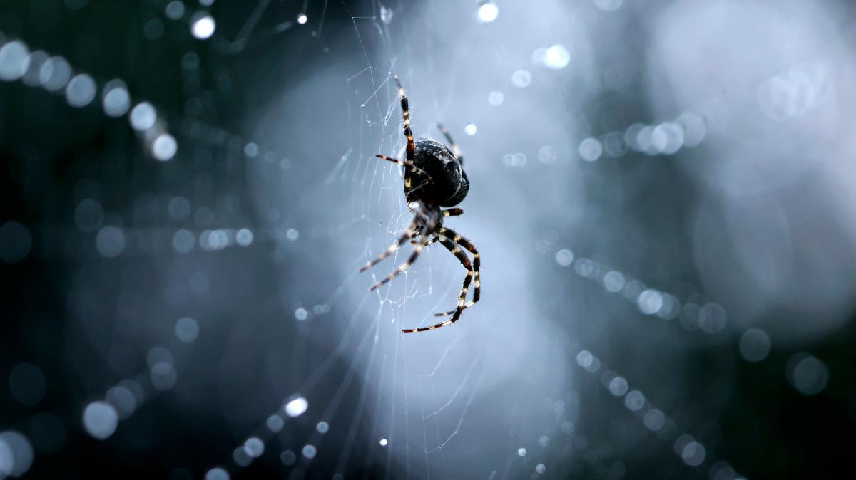 Achtbeiniger-Einbrecher-l-st-n-chtlichen-Alarm-in-Bissendorfer-Firma-aus