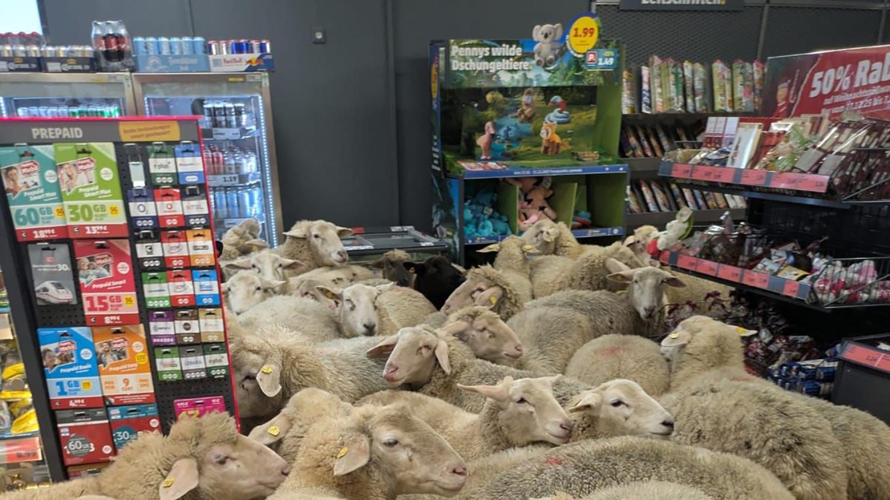 Tierischer Besuch im Supermarkt: Schafe stürmen Penny in Burgsinn