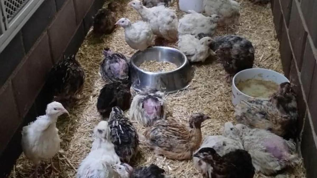 Tierqu-lerei-in-L-ningen-Peta-setzt-Belohnung-f-r-Hinweise-aus