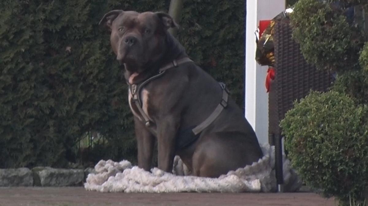 American-Bulldog-verteidigt-Herrchen-in-Lohne-bei-Vechta-ber-den-Tod-hinaus
