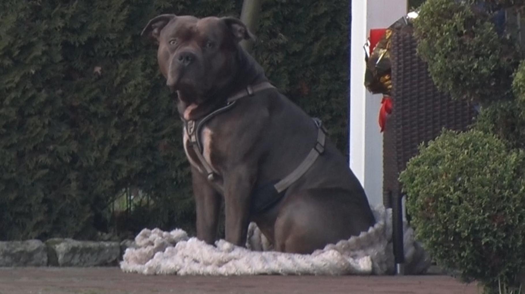 Bulldogge tötet Herrchen und bewacht seine Leiche