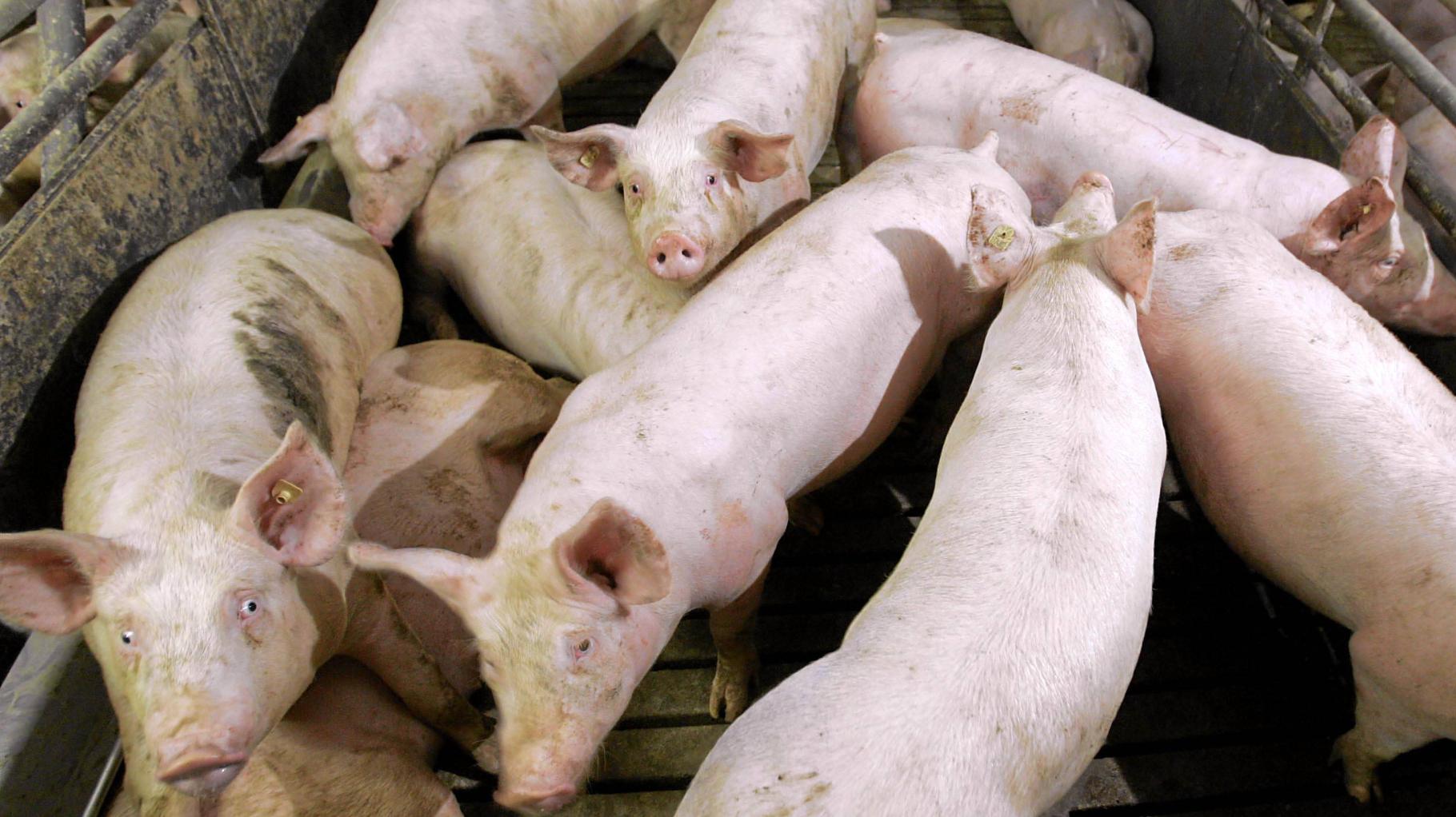 Ist die Schweinehaltung verfassungswidrig? Auch nach sieben Jahren noch kein Urteil