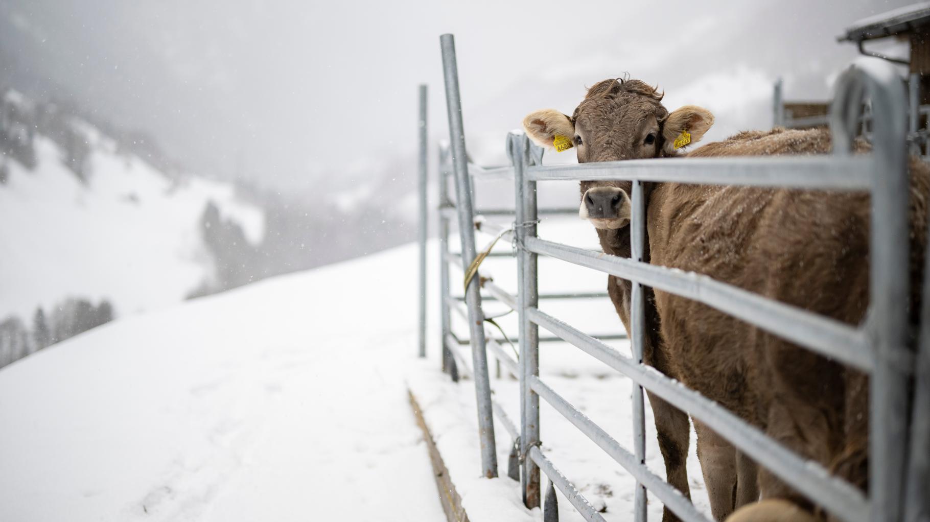 Nicht nur Gejammer: Warum man den Bauern zuhören sollte